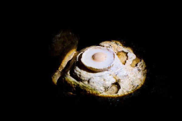 申银优配 贵州一景区发现“荷包蛋”奇观